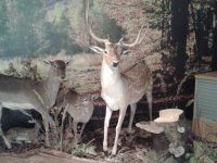 2017-09-26.17_wycieczka_bieszczady - zdjęcie nr 17