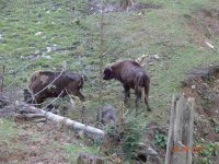 2017-09-26.17_wycieczka_bieszczady - zdjęcie nr 119