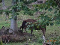 2017-09-26.17_wycieczka_bieszczady - zdjęcie nr 120