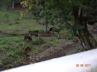 2017-09-26.17_wycieczka_bieszczady - zdjęcie nr 123