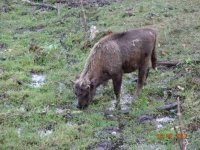 2017-09-26.17_wycieczka_bieszczady - zdjęcie nr 126